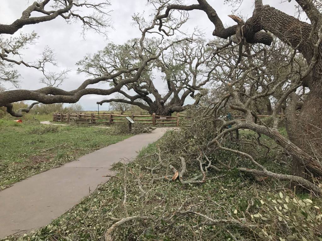 Big_Tree_After_Hurricane_Harvey