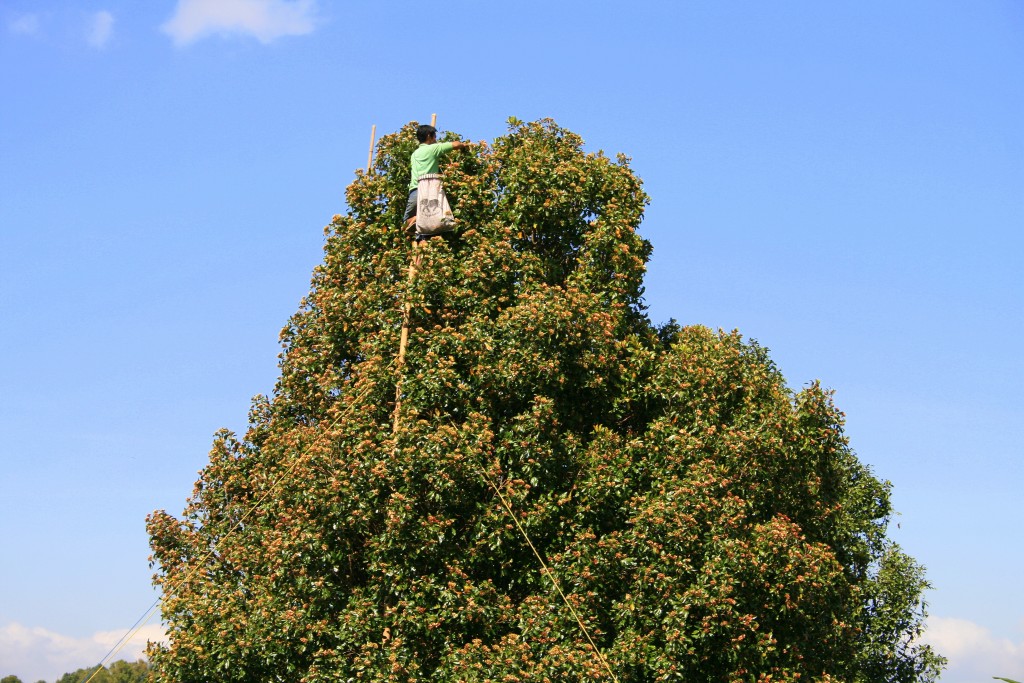Clove-harvesting-Munduk-Bali