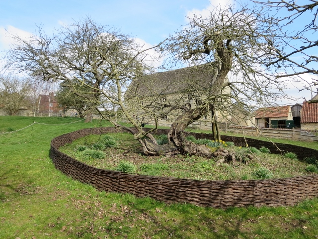 Newtons_apple_tree_at_Woolsthorpe_Manor_Arthurmarris