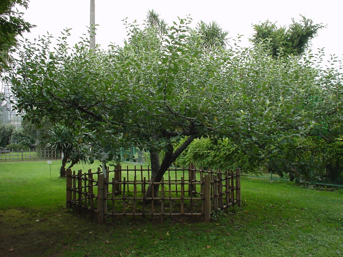 Knowlton Tree Newton’s Tree – The Apple Tree that Sparked an Epiphany – The Treeographer