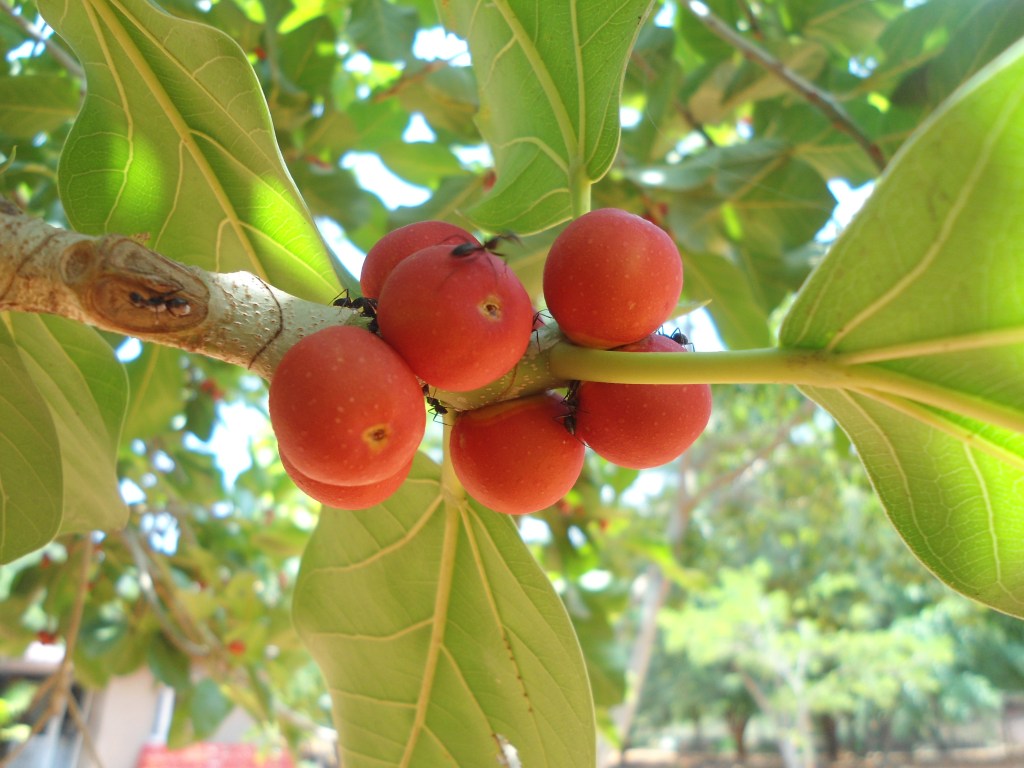Banyan_fruit_Ficusbenghalensis_IGZoopark_Visakhapatnam