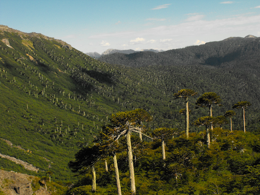 5340832095_0eae4fc4fa_o