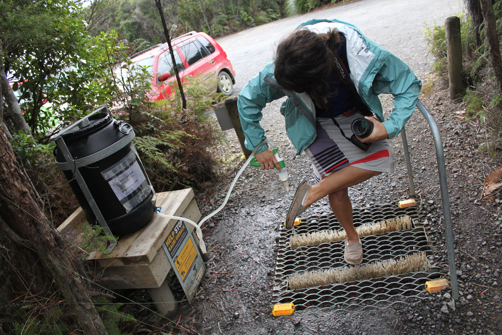 New Zealand: Kauri National Park