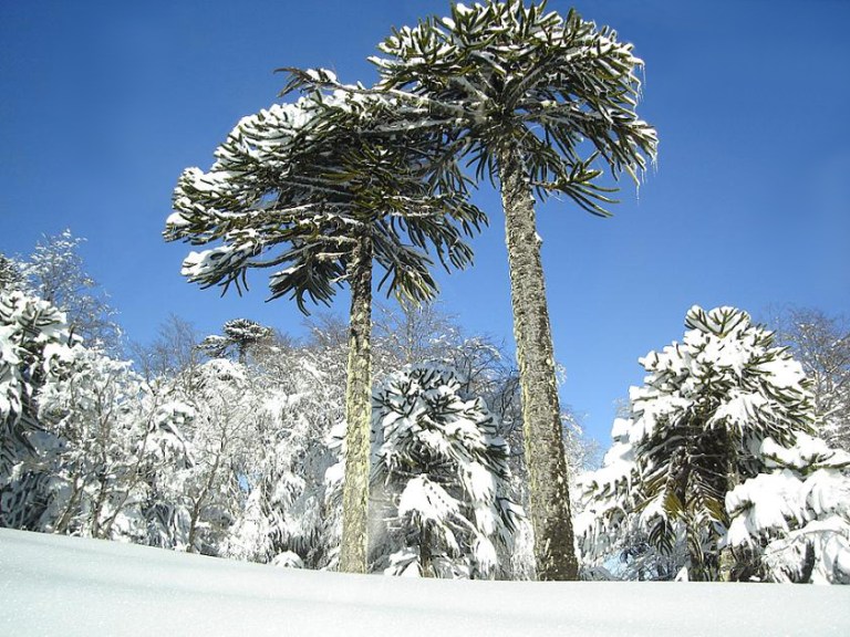 The Not-So-Puzzling History of the Monkey Puzzle Tree – The Treeographer