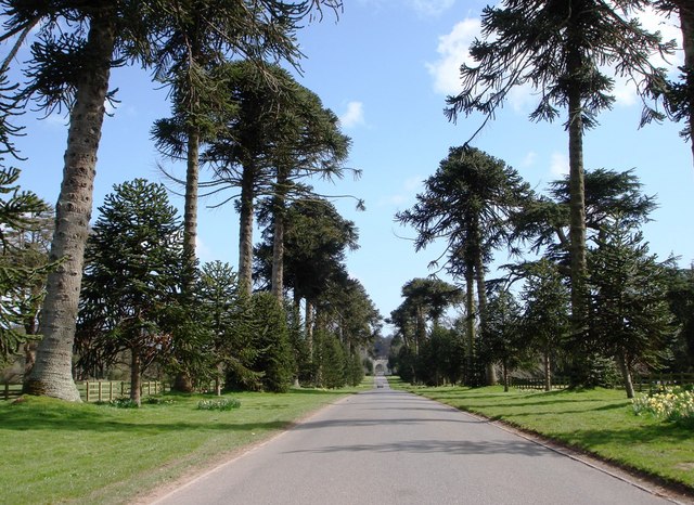 Tree_lined_Drive_at_Bicton_College_-_geograph.org.uk_-_364399