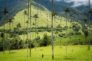 Wax Palm Tree Is National Tree Of Which Country