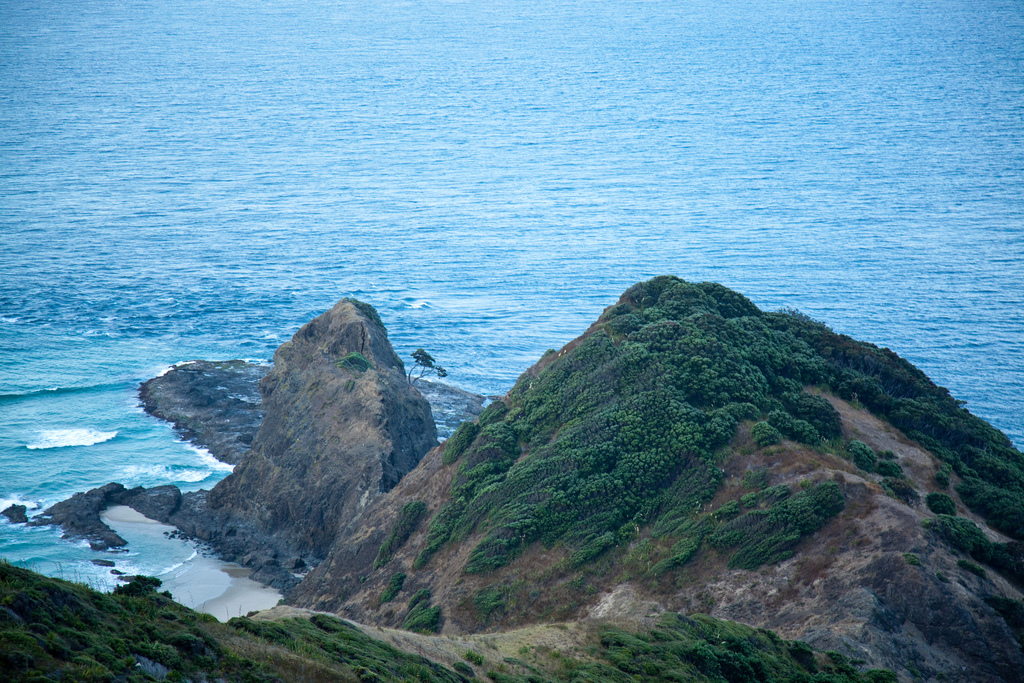 kahika - ancient survivor