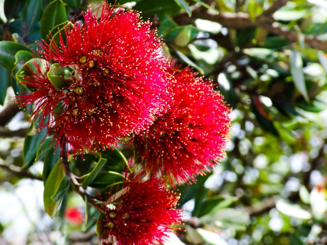 New_Zealand_Pohutukawa_(6004702486)