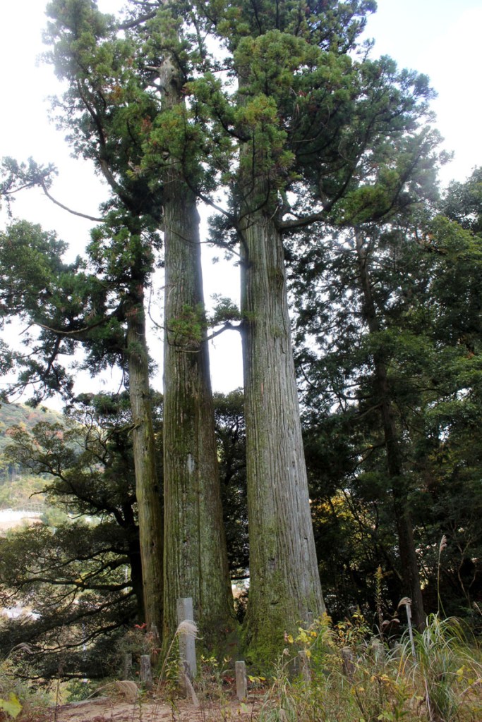 df7f47ac8b947e21df8ec9e00d9ca33a