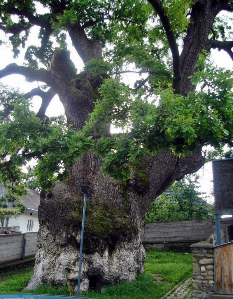 Romania_03_ETY2018_credit_Nicolae Robu_resize