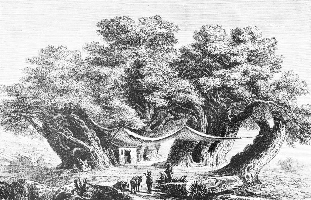 1280px-psm_v03_d337_great_chestnut_of_mount_aetna