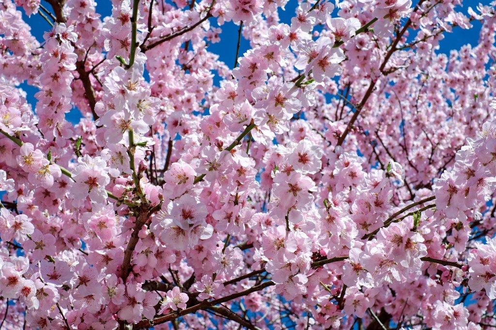 Japanese cherry blossoms