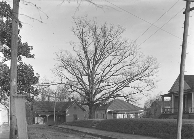 The_tree_that_owns_itself_(4987035786)