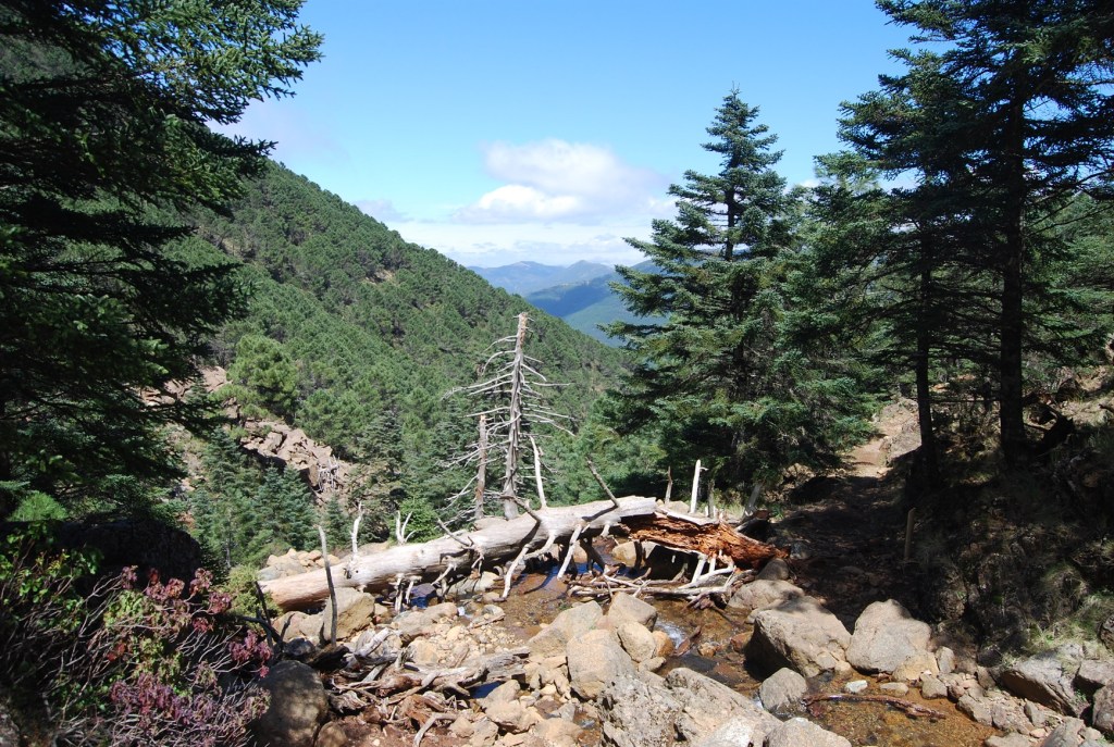 sierra bermeja stream