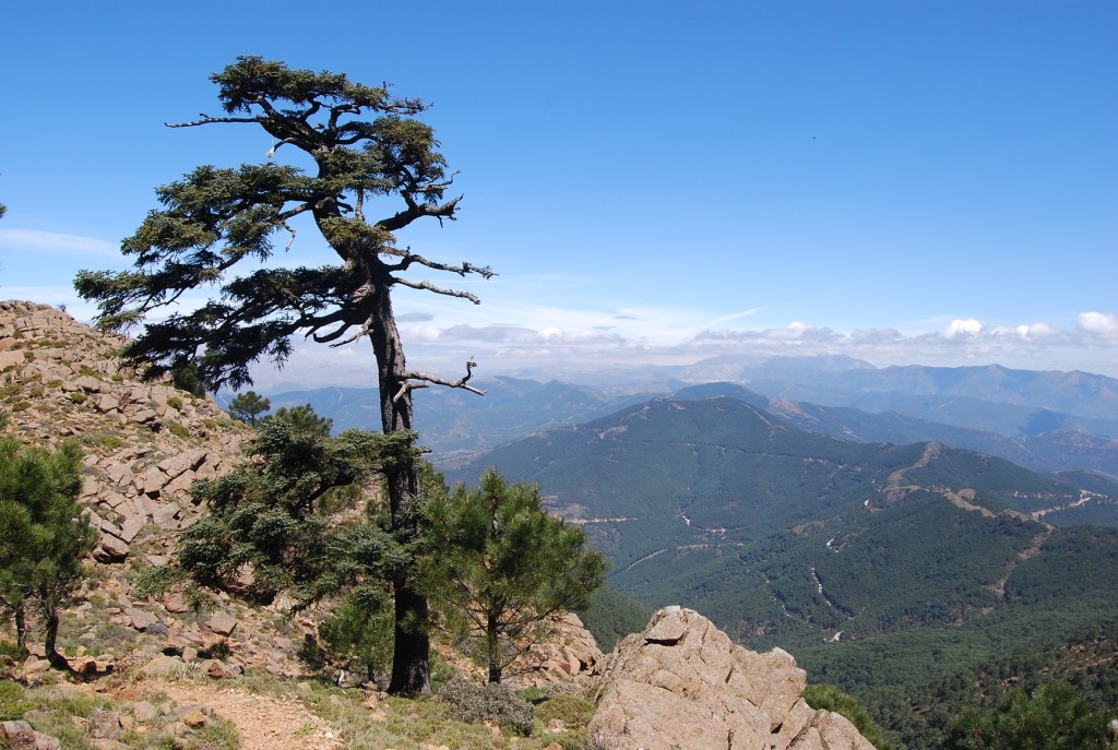 spanish fir sierra bermeja