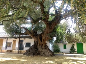 Acebuche de el rocio