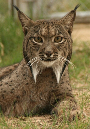 Iberian lynx endangered cat lince iberico