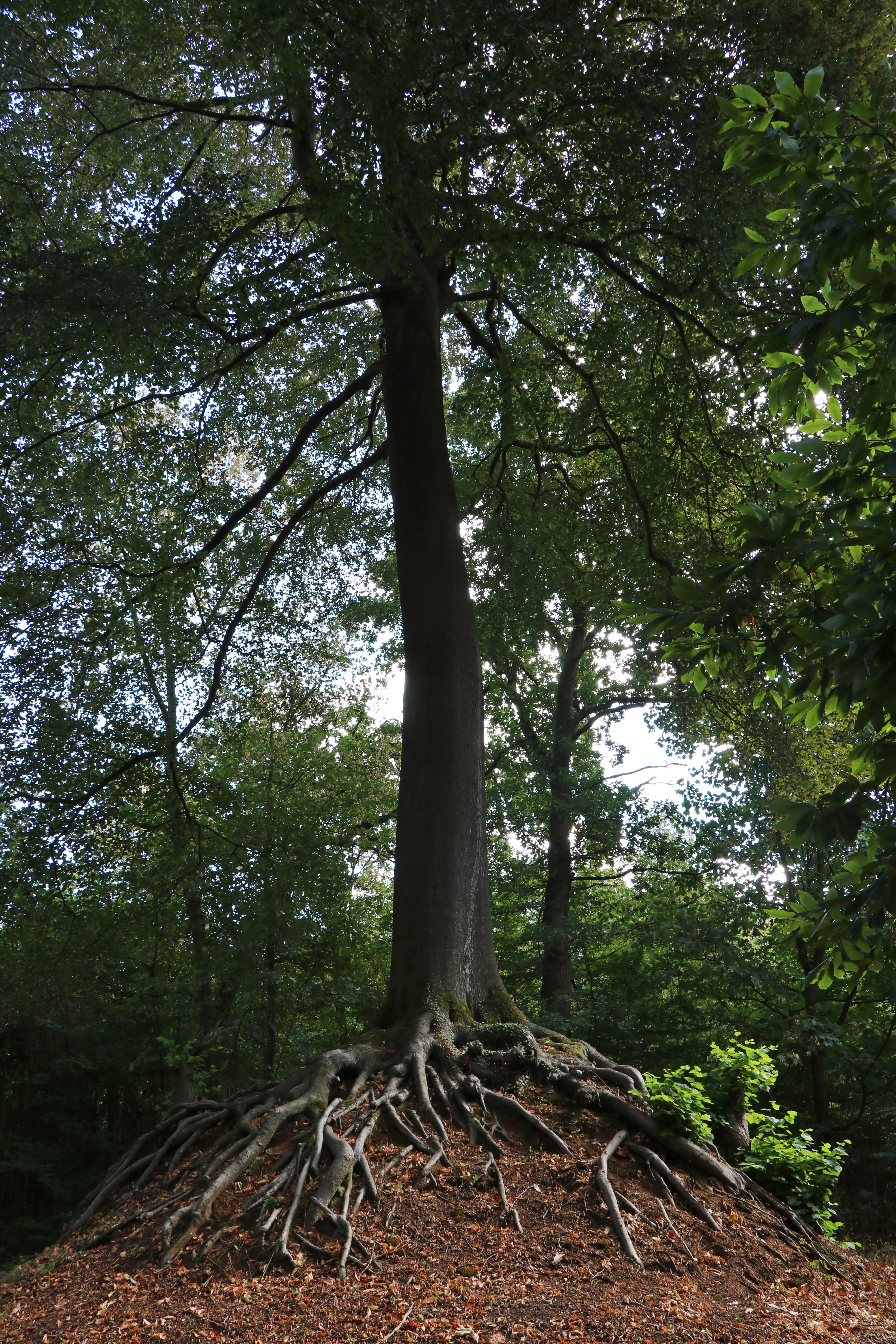 Our Lady Tree of Lummen belgium European tree of the year 2019