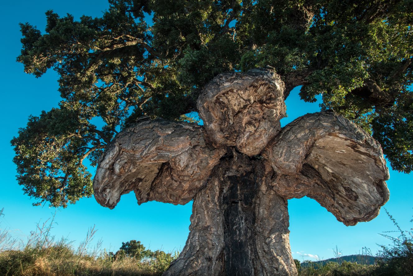 bird tree france European tree of the year 2019