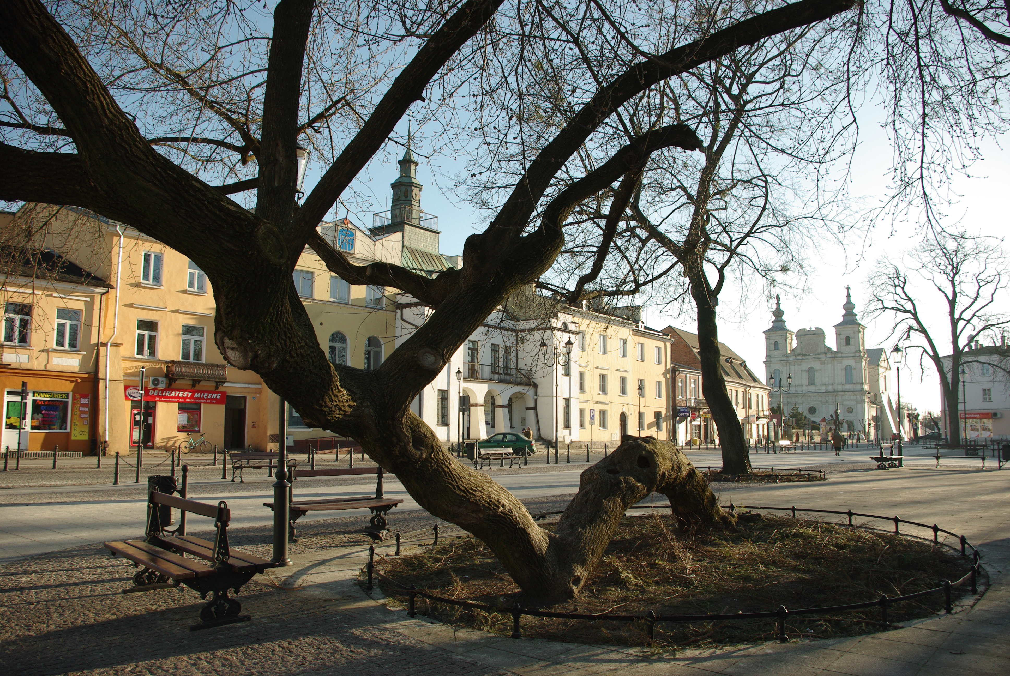 kneeling tree poland European tree of the year 2019