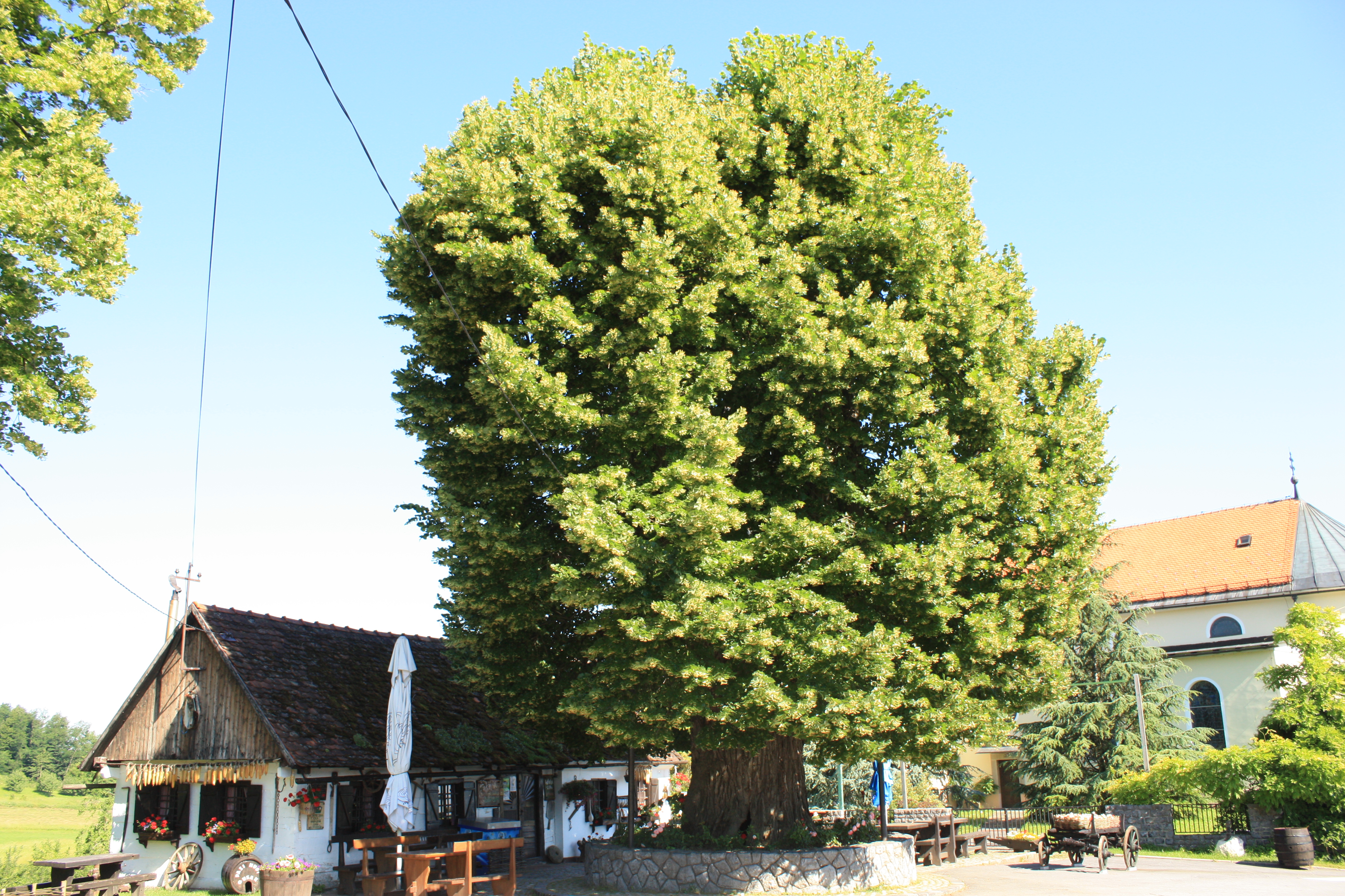 Gubec linden croatia european tree of the year 2019