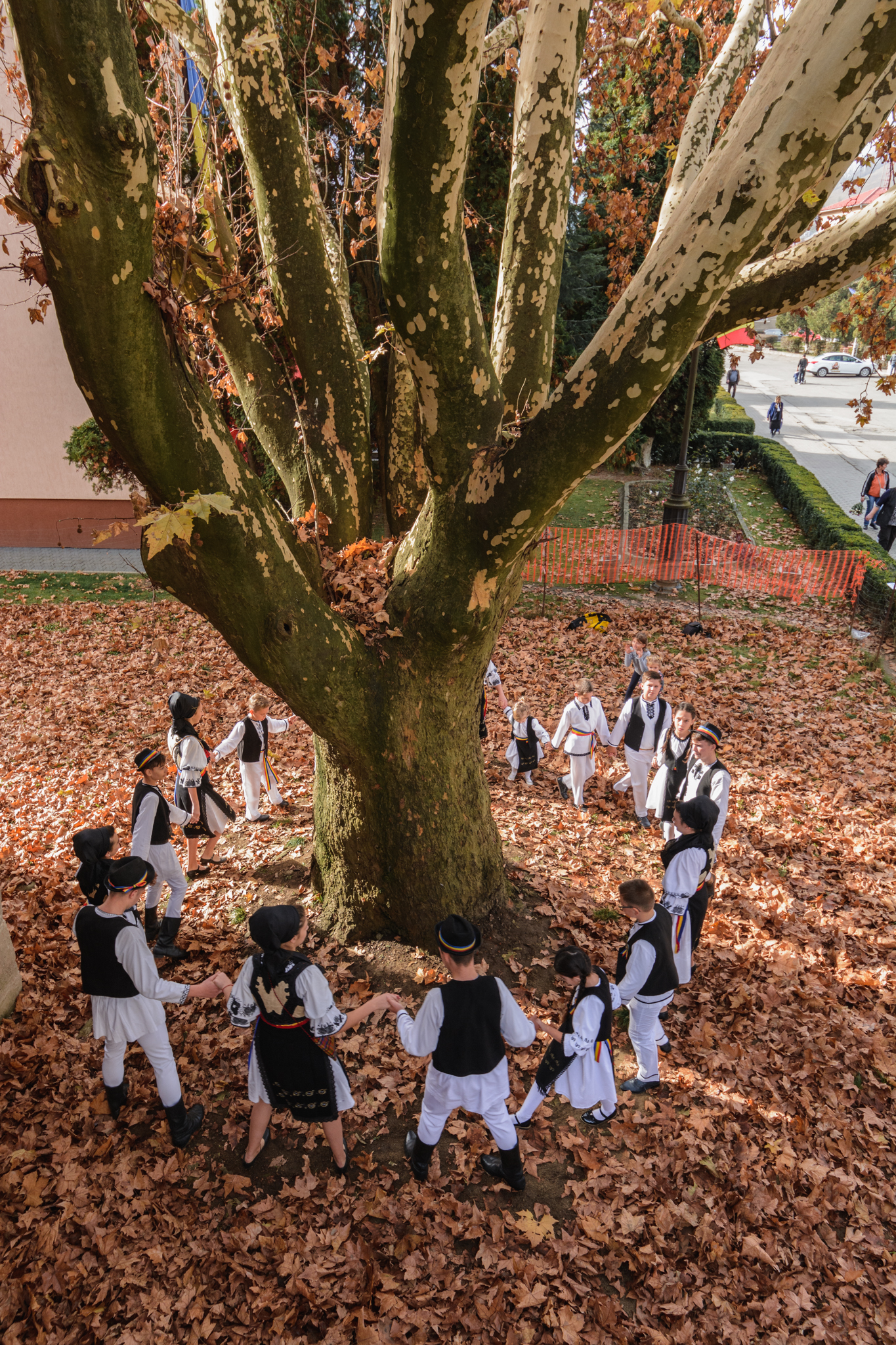 towering plane from campeni Romania European tree of the year 2019