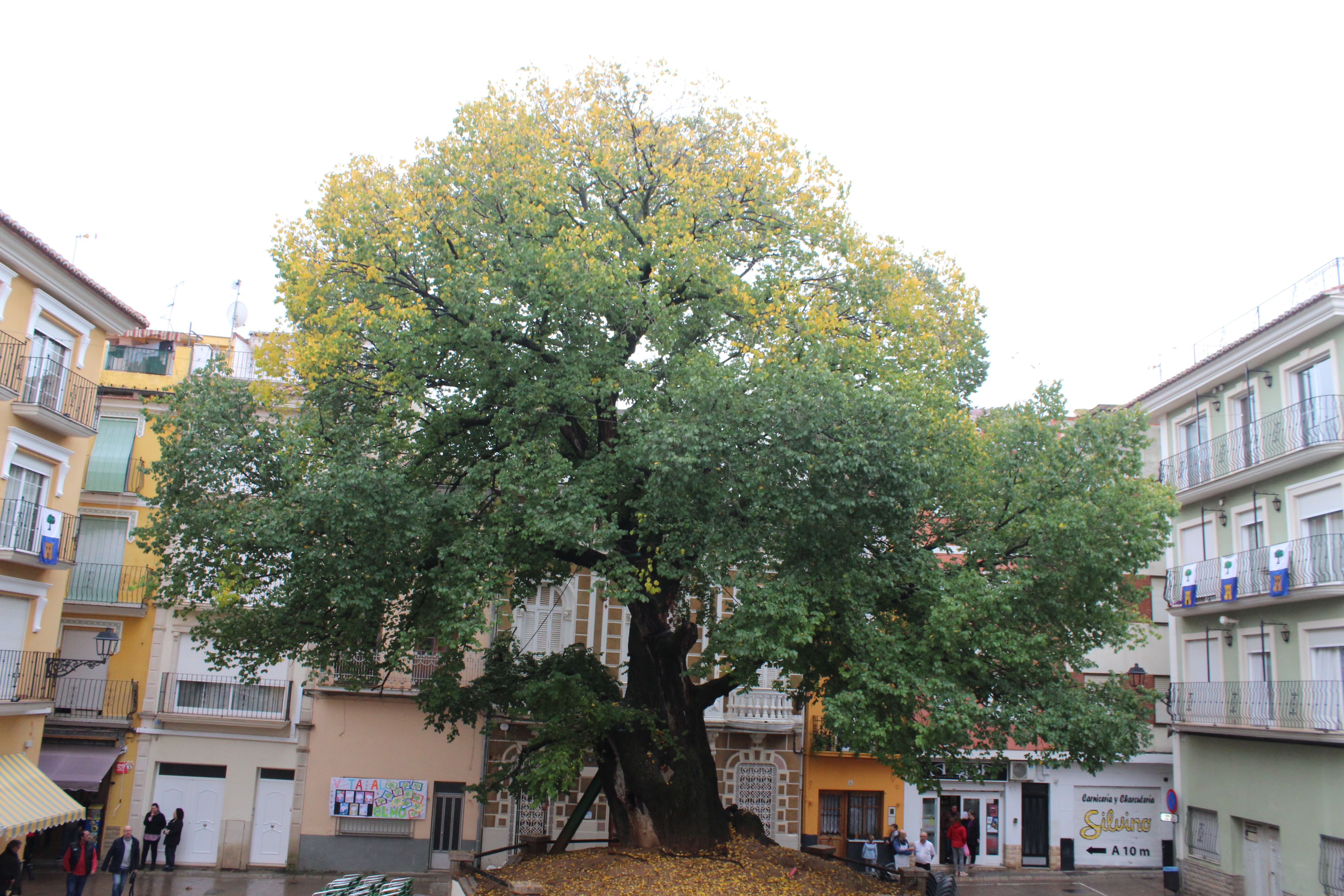 Elm of Navajas spain european tree of the year 2019
